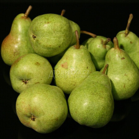 Hruška Williams 1 kg - hlavní obrázek