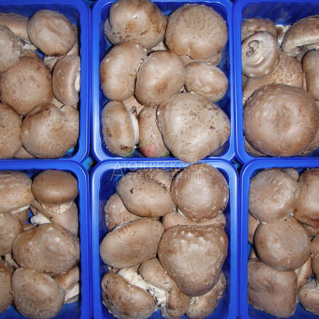 Žampion krémový 500 g - hlavní obrázek