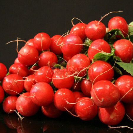 Ředkvičky - hlavní obrázek