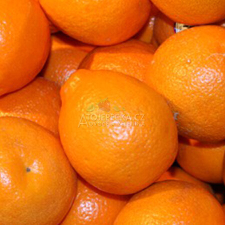Minneola 1 kg - hlavní obrázek