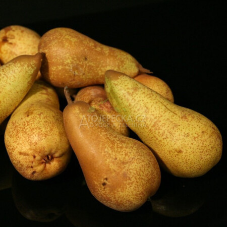 Hruška Abate 1 kg - hlavní obrázek