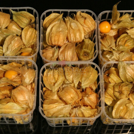 Physalis - hlavní obrázek
