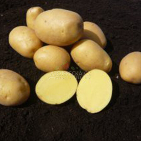 Brambory Adéla 1 kg - hlavní obrázek
